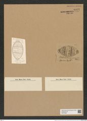 Biddulphia moronensis Cleve (de-Toni-Nr.: Genus 123, Species 3469) Zeichnungen Sammlung Grunow Nr. 6972 (NHMW-BOT-W0375869)